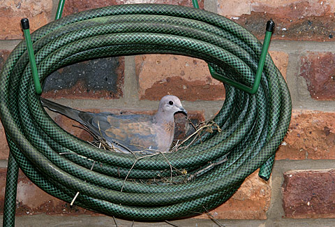 Laughing Dove